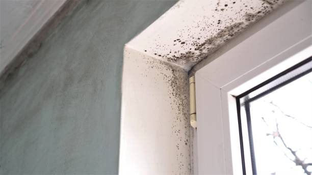 Best Kitchen Mold Remediation in Weston, WI