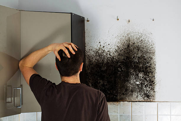 Best Basement Mold Remediation in Weston, WI